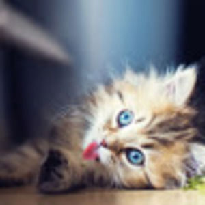 Meet your Posher, Reed